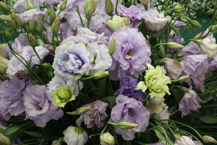Flores de lisianthus en plena floración