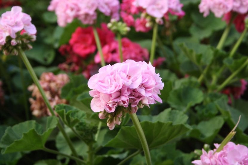 Geranio Pelargonium en flor