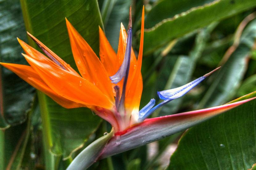 Mata de ave del paraíso en flor en el jardín