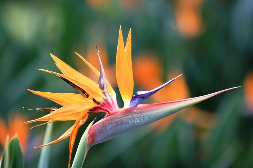 Flor de ave del paraíso, Strelitzia reginae