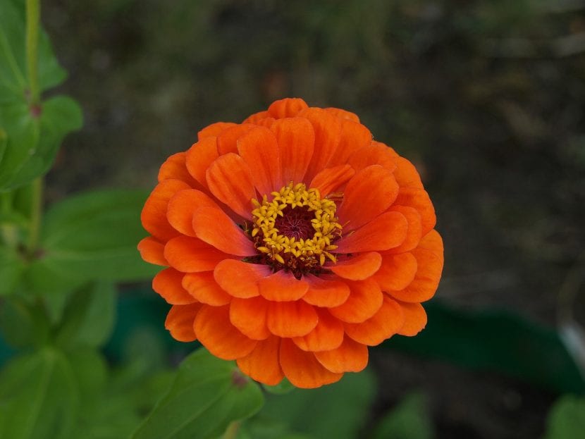 Zinnia de color naranja abierta en primer plano
