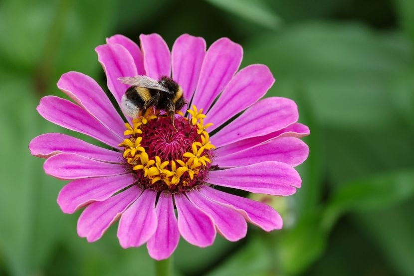 Flores de zinnia de varios colores en un macizo de jardín
