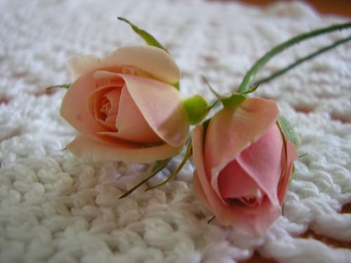 Cómo cultivar rosas miniatura en maceta y jardín