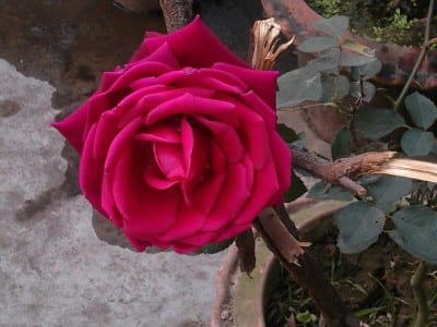 Rosa roja en un rosal cultivado en jardín