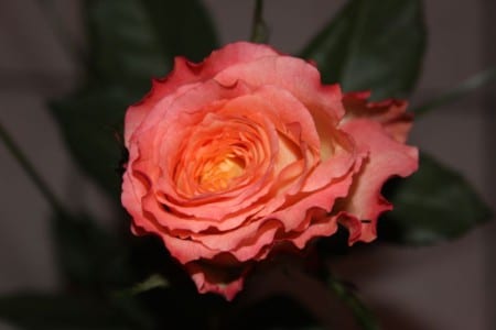 Rosal en flor en el jardín