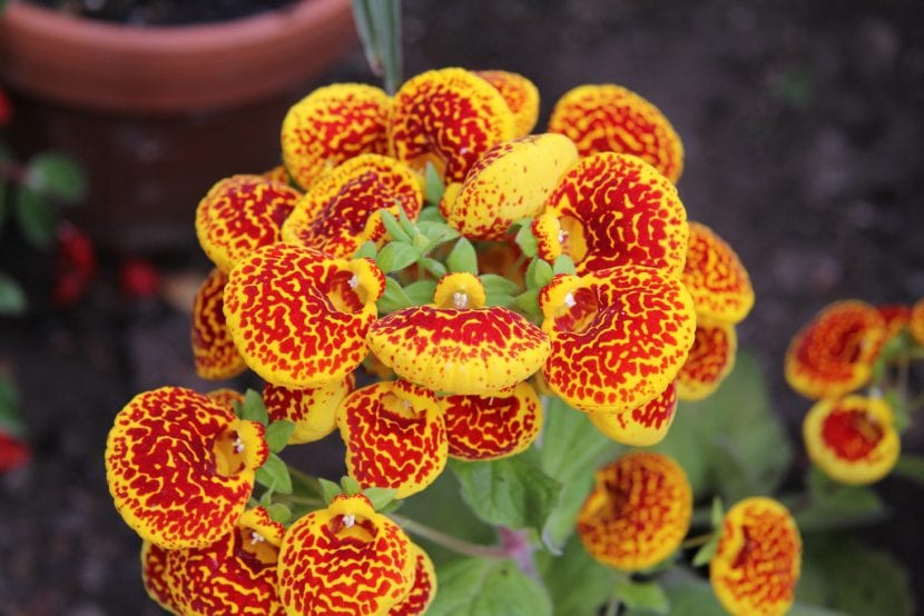 Calceolaria en flor con sus característicos zapatitos amarillos moteados