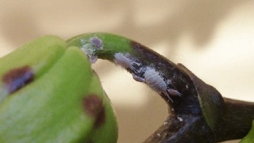 Detalle de una cochinilla vista de cerca