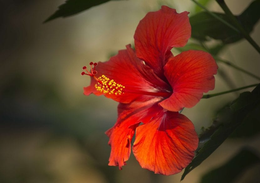 Flor de hibisco roja abierta con el tubo estaminal saliendo del centro