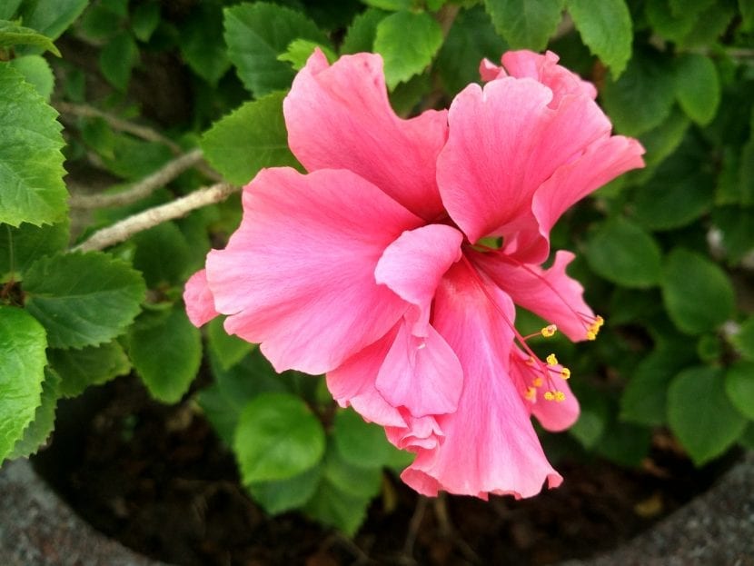 Flor doble de hibisco con pétalos supernumerarios
