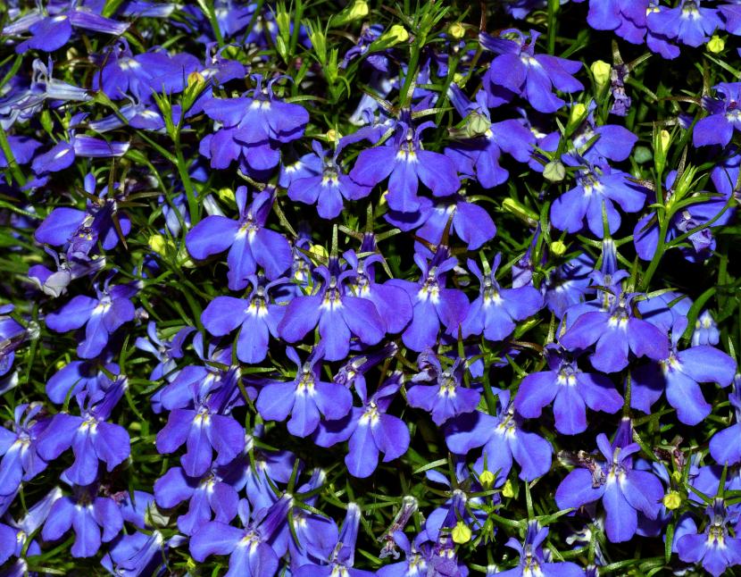 Flores azules de Lobelia erinus con el labio inferior de tres lóbulos