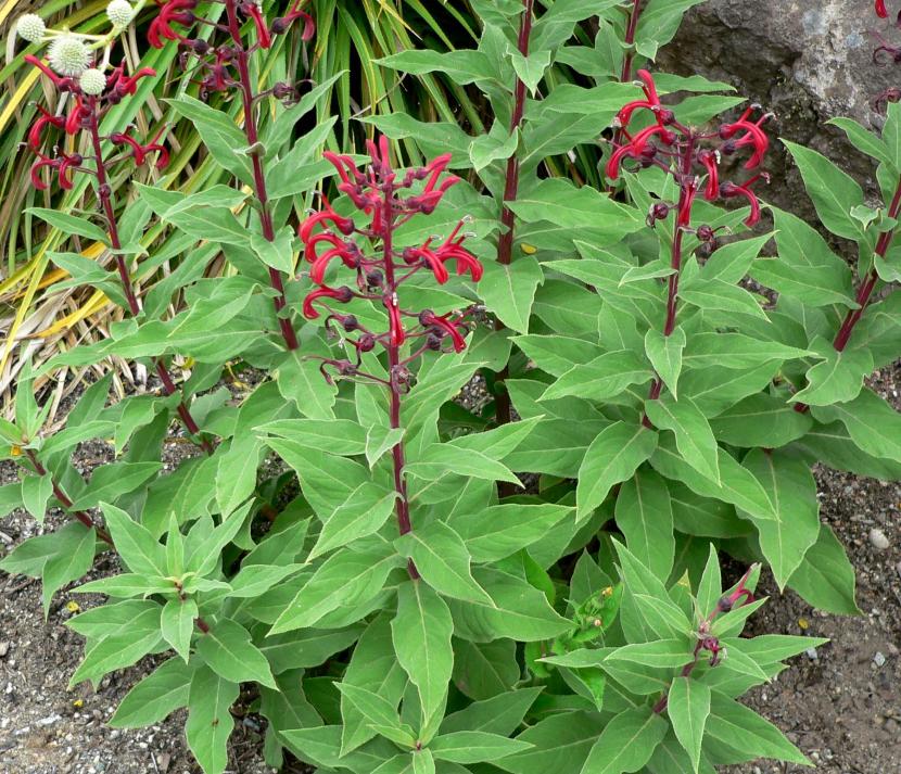Inflorescencia rojiza de Lobelia tupa sobre hojas grises aterciopeladas