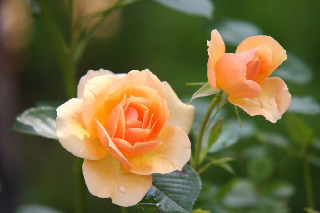 Cómo fertilizar flores: abonos, dosis y calendario