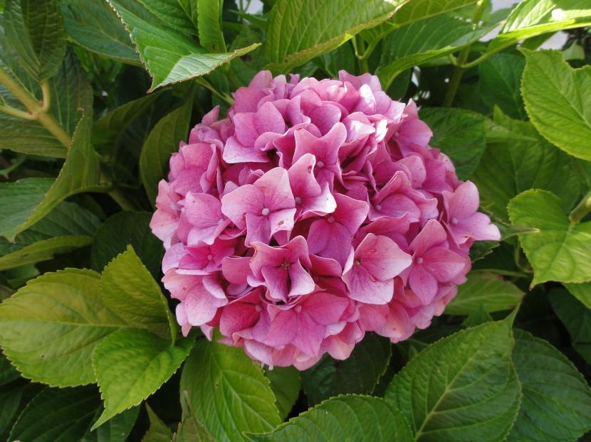 Hortensia de flor rosa