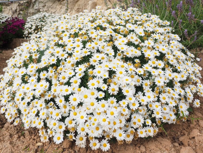 Mata de margaritas blancas en flor