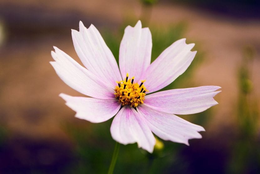 Flor de cosmos rosa
