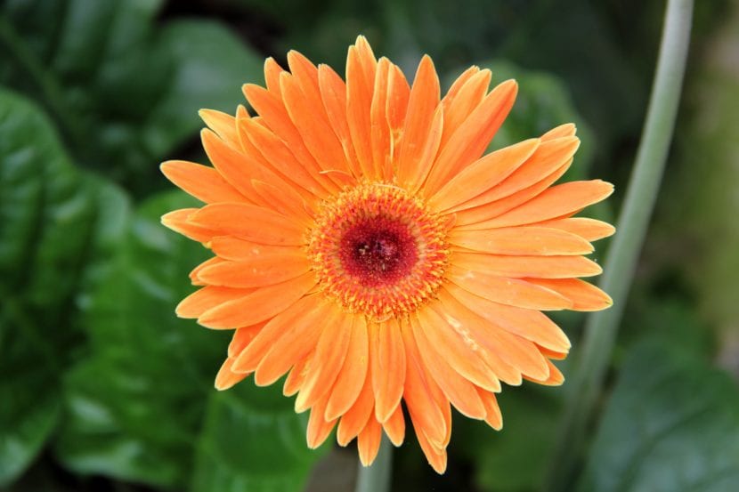 Capítulo de Gerbera jamesonii visto de cerca