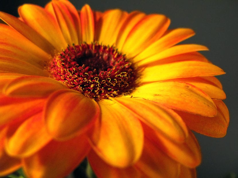 Gerbera naranja en flor