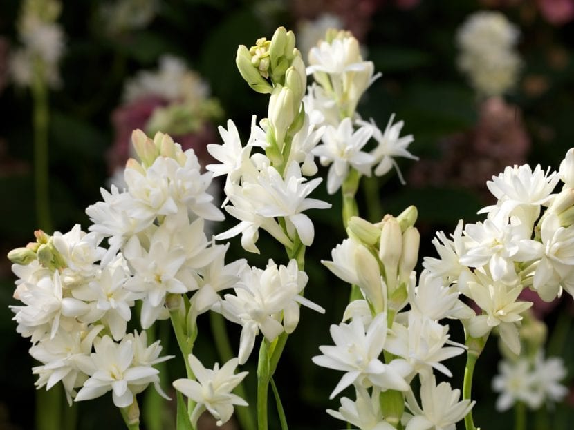 Vara floral de nardo con flores blancas tubulares abiertas