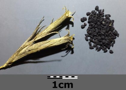 Semillas de Dianthus