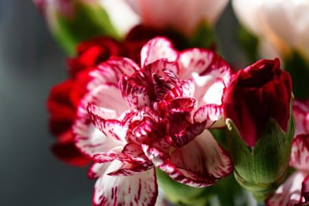 Mata de clavel en flor