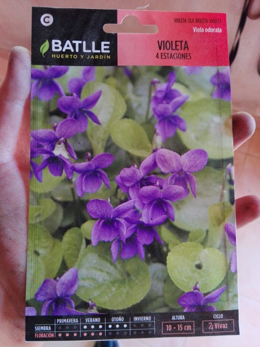 Semillas de Viola odorata en la mano