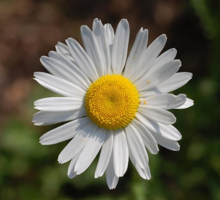 Capítulo de Leucanthemum vulgare con su disco central