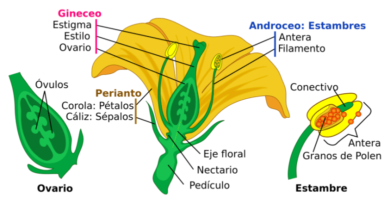 Esquema con las partes de una flor