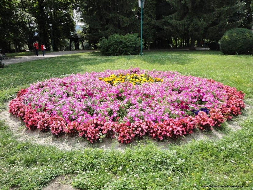 Macizos de flores sanos: suelo, riego, abono y diseño