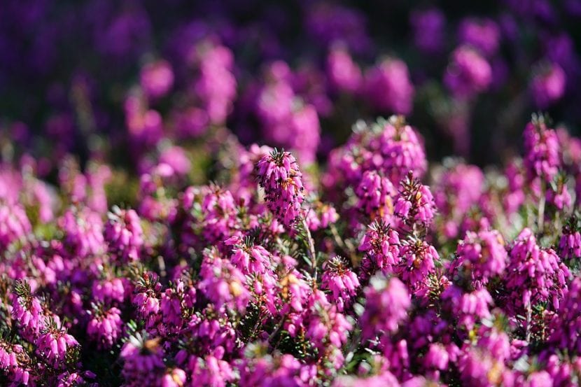 Macizo con plantas de flor de distintos portes