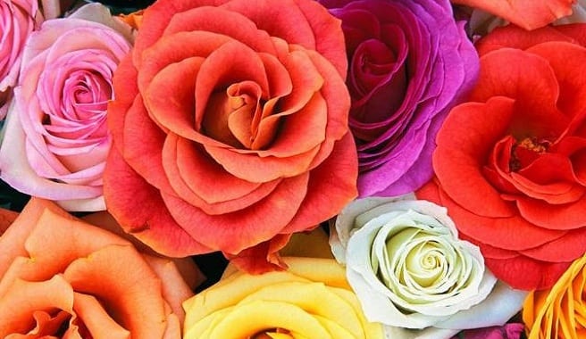 Flores blancas teñidas con colorante por absorción