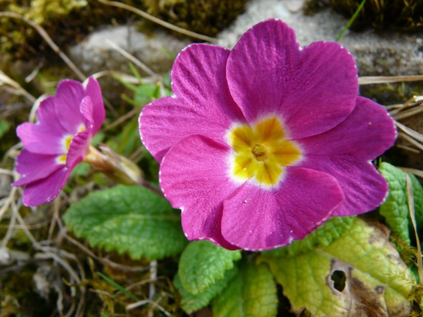 Prímula de flor rosa