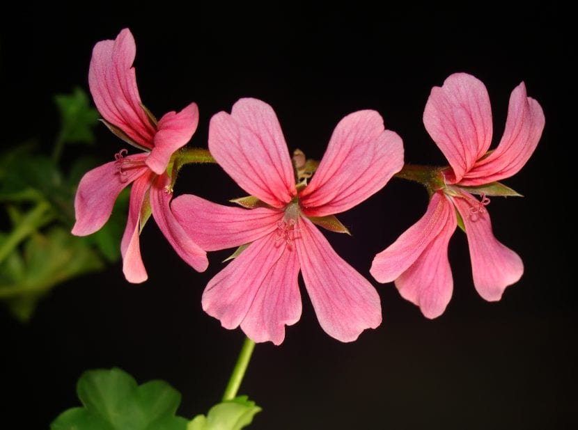 Pelargonium peltatum con hojas de hiedra y flores rosas