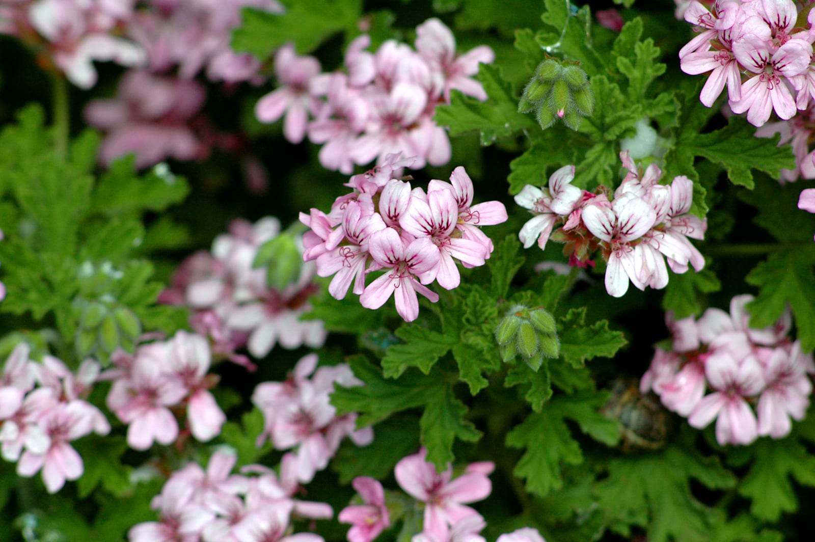 Cuatro tipos de Pelargonium y cómo distinguirlos