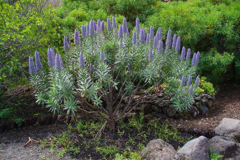 Tajinaste azul Echium webbii en floración
