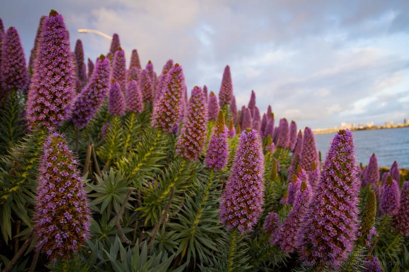 Espiga floral de un Echium de flores rosadas