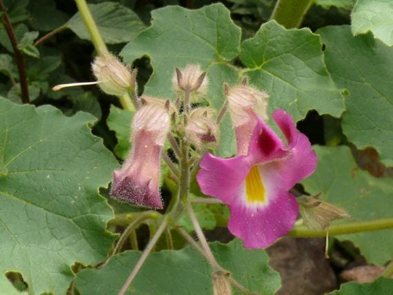 Planta de Proboscidea louisianica con hojas y flores