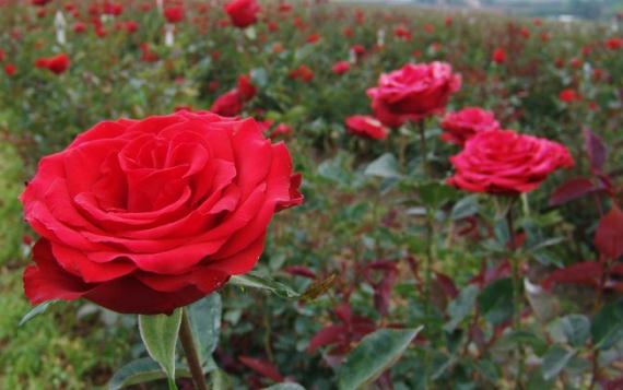 Cuidados del rosal: plantación, riego, abonado y poda
