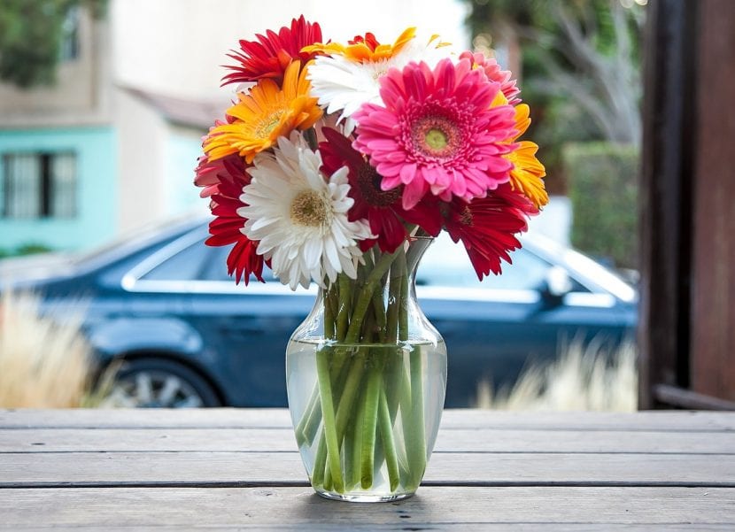 Gerberas de colores en un vaso