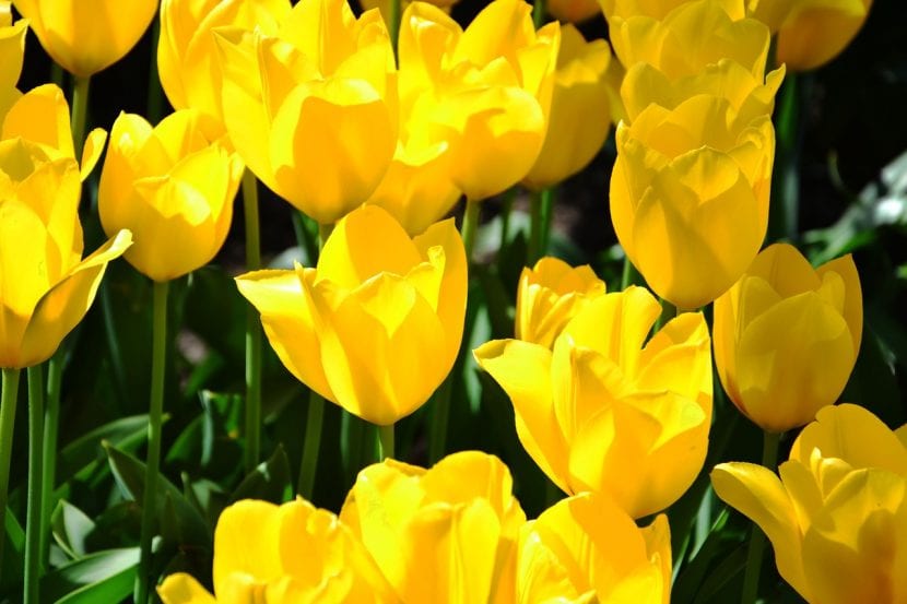 Tulipanes amarillos