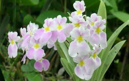 Orquídea en flor