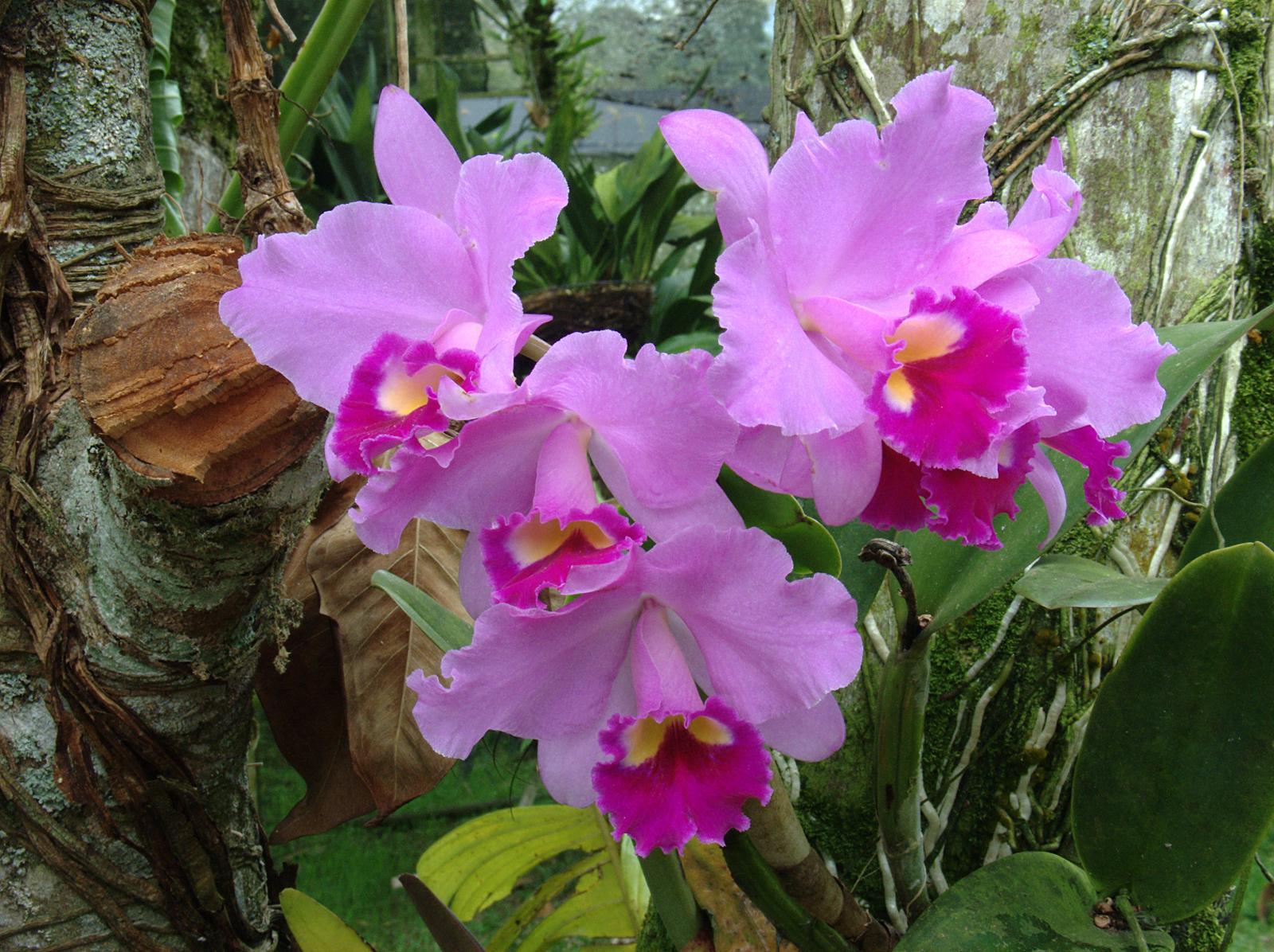 Cultivo de orquídeas: riego, luz, abonado y trasplante