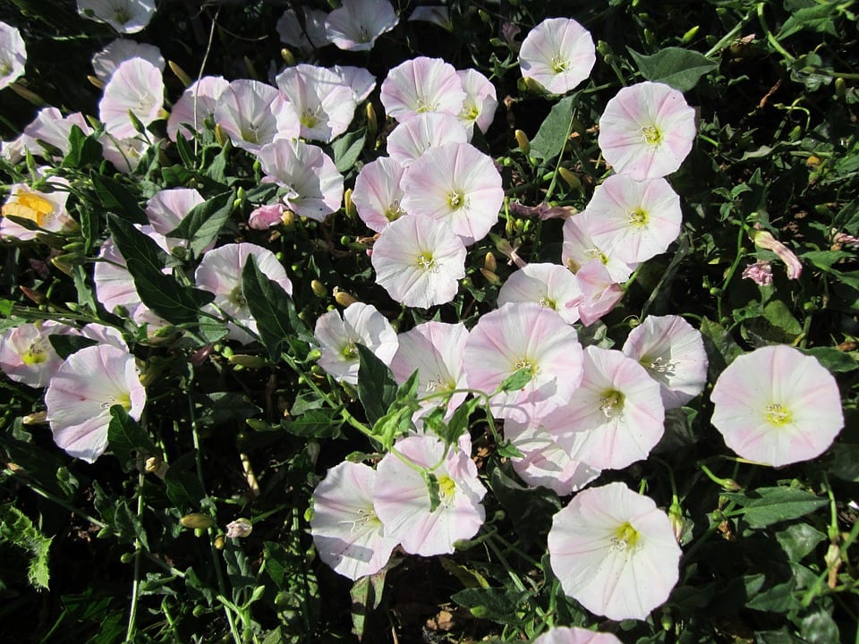 Correhuela (Convolvulus arvensis): identificarla y controlarla