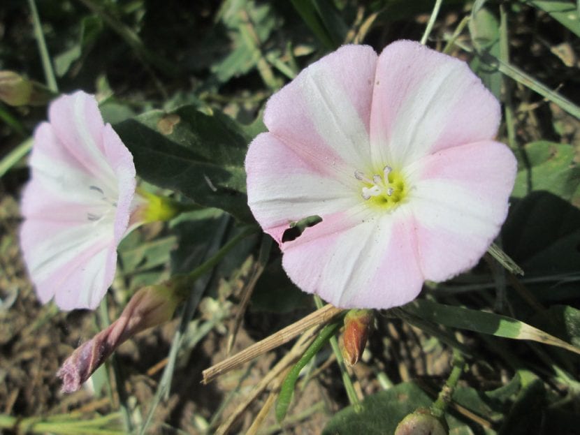 Flor blanca y rosada de correhuela, Convolvulus arvensis