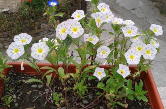 Convolvulus: especies, cultivo y cuidados en clima seco