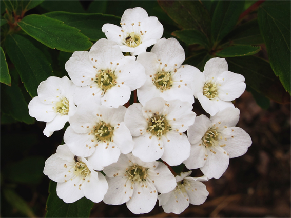 Flores de corona de novia