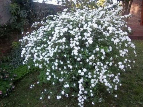Corona de novia en flor en un jardín