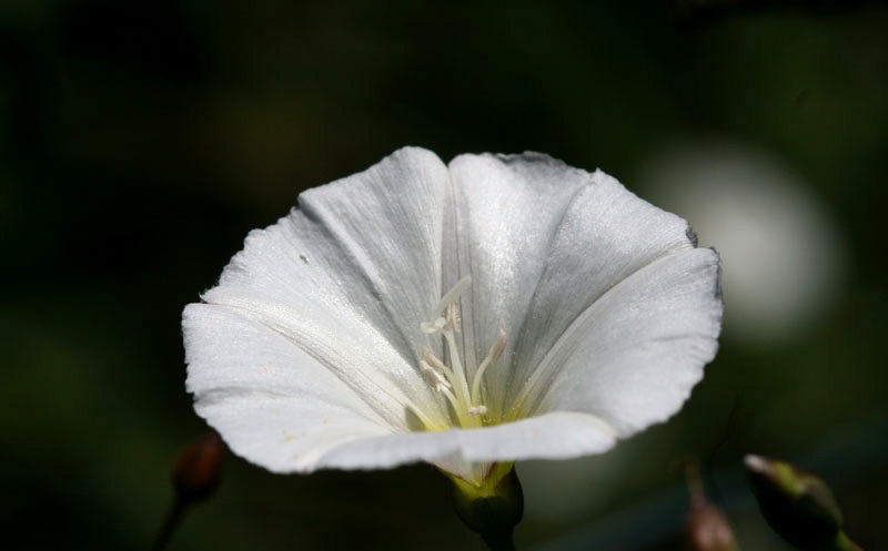 Flor de correhuela