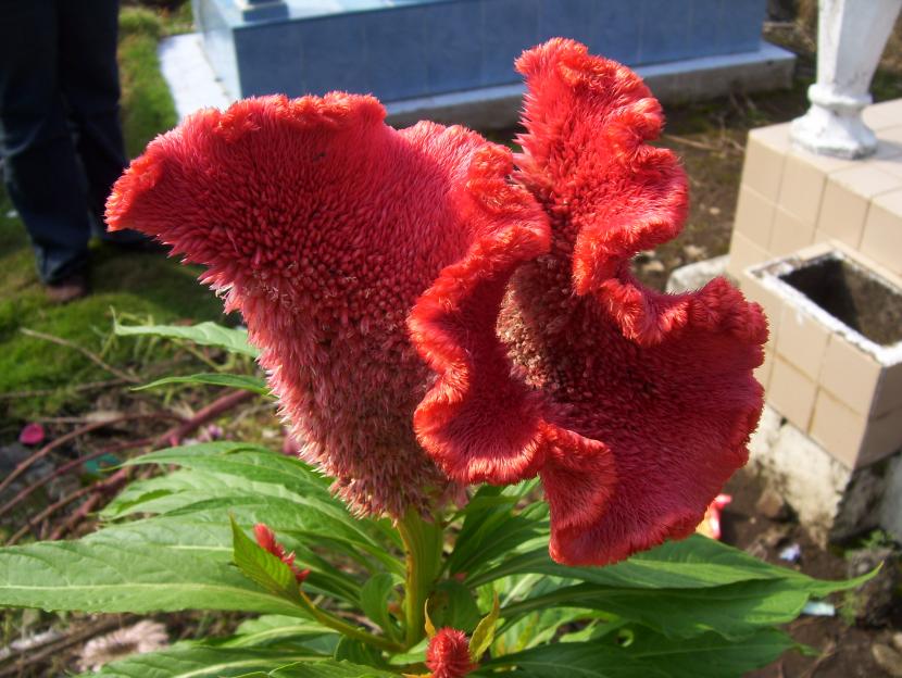Cresta de gallo: cultivo y cuidados de la Celosia cristata
