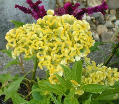 Crestas de gallo amarillas de Celosia argentea cristata