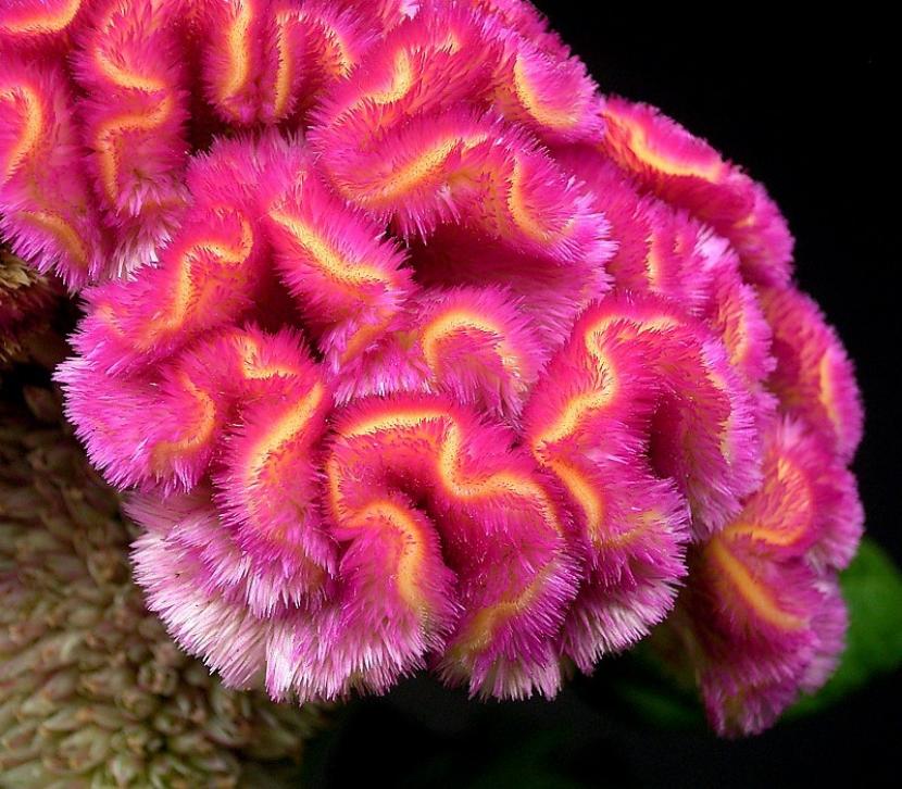Cresta de gallo (Celosia cristata): cultivo y cuidados